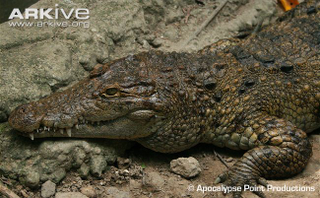 Illustration for article titled Sunday Crocodilian - Crocodylus mindorensis Edition